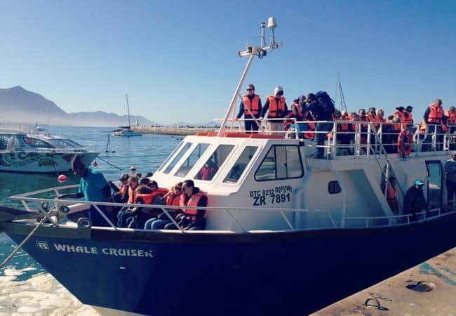 Hermanus Whale Cruises