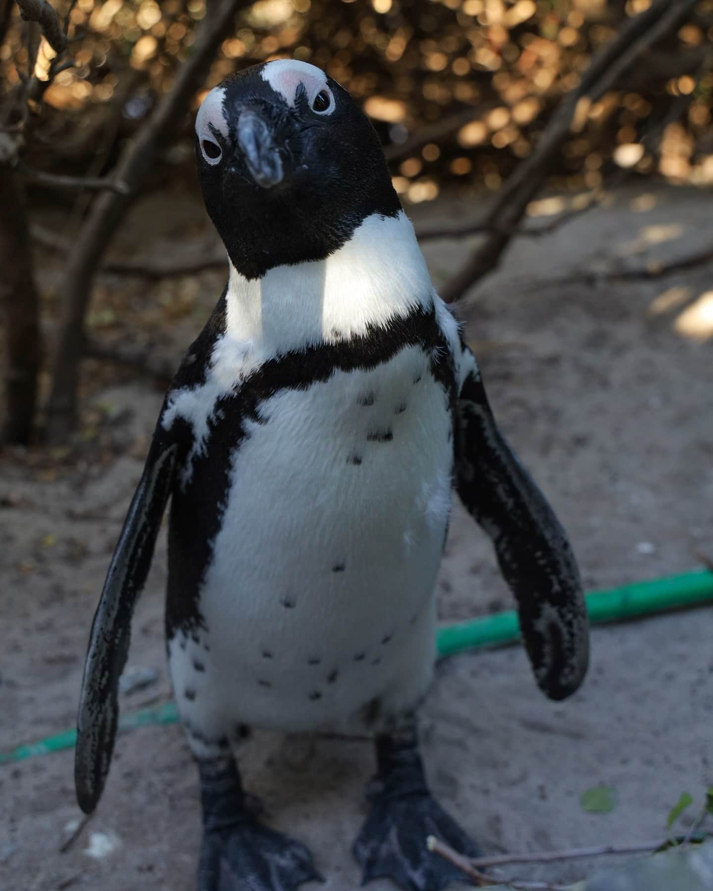 Cape of Good Hope Tour — 3